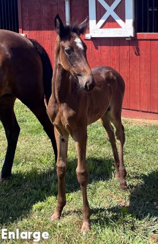 Bay Filly out of Monroe County