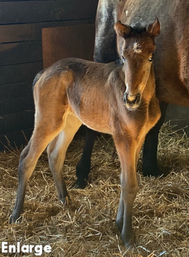 Bay Filly out of Polyester Hanover