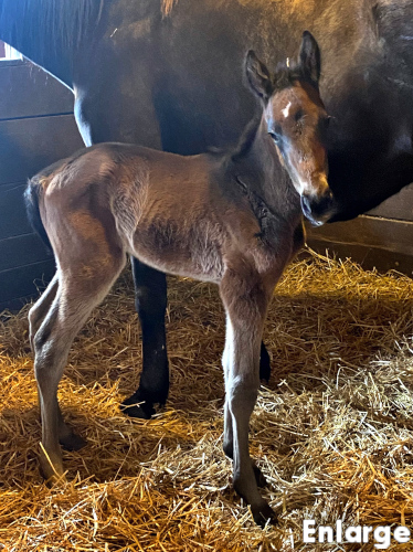 Jacks Are Wild, a brown colt out of Jodi's Jayme
