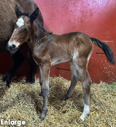 Bay colt by Bold Eagle and out of Monroe County