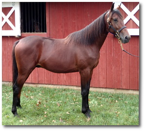 2017 Conformation photo of Gladstone, a promising bay yearling colt out of Queen Victorian