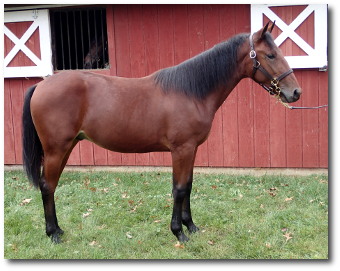 2017 Conformation photo of Shake A Leg, a well balanced bay yearling colt out of Legzy
