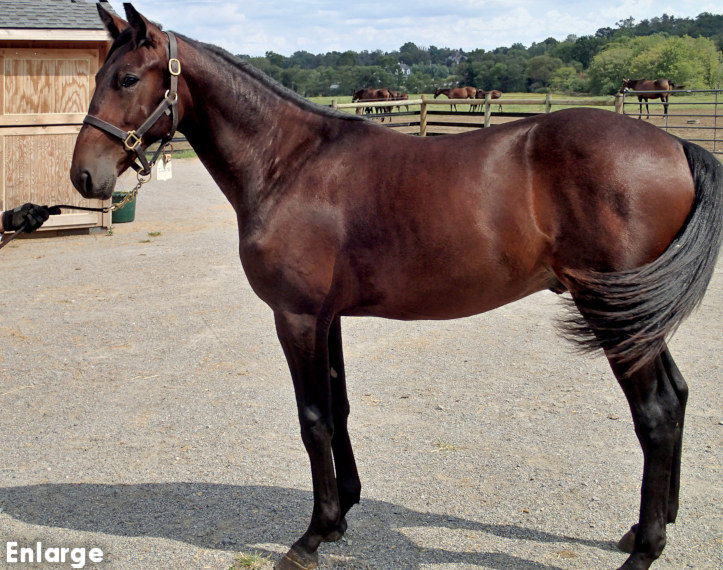 Conformation photo of In Range, a powerful bay yearling colt out of Ilia