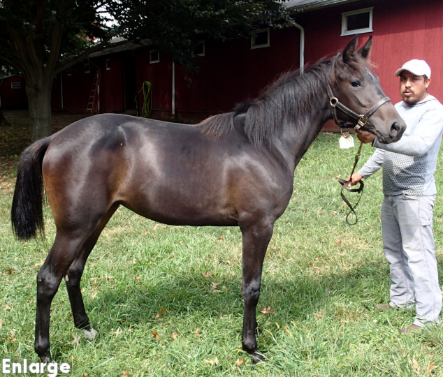 Conformation photo of Just Joshing, a brilliant bay yearling filly out of Jodi's Jayme