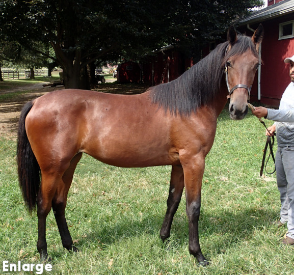 Conformation photo of Knight Templar, an elegant bay yearling filly out of Queen Victorian