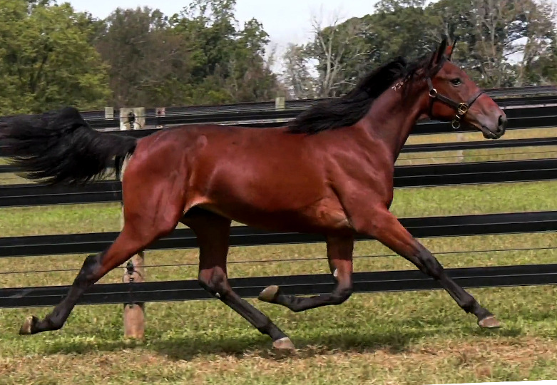 2019 Photo of Knight Templar, an elegant bay yearling filly out of Queen Victorian