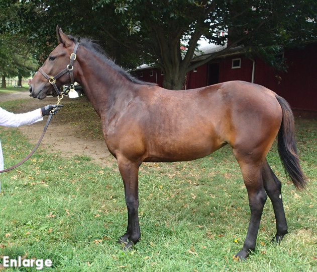 Conformation photo of Oh My Goodness, an elegant bay yearling filly out of Oh My Darlin
