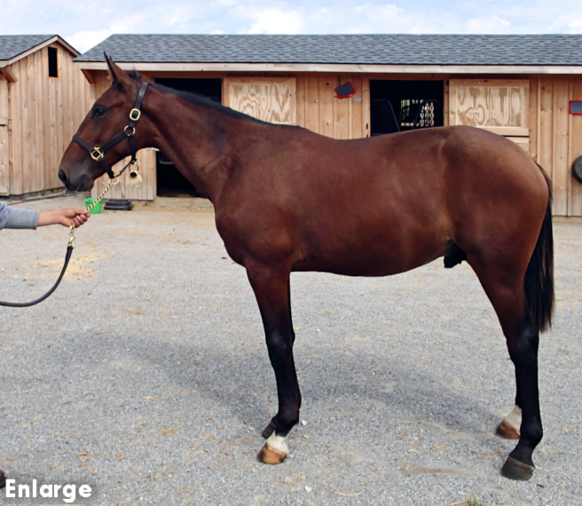 Conformation photo of Preacher Man, a striking bay yearling colt out of Choir Robe