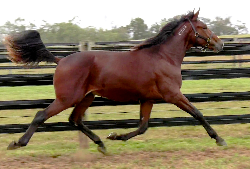 2019 Photo of Swan If By Land, a strapping bay yearling colt out of Swan For The Road