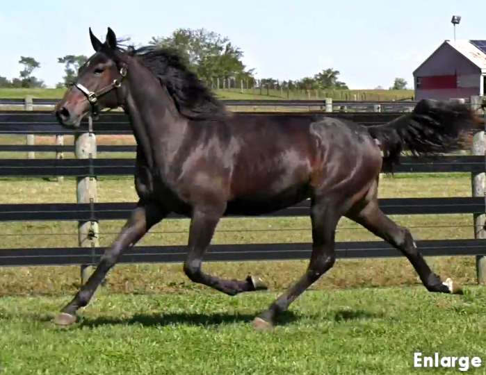 Photo of Dancers legs, an elegant bay yearling filly out of Legzy