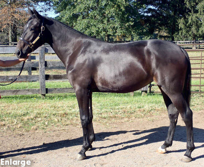 Conformation photo of Dancers Legs, an elegant bay yearling filly out of Legzy