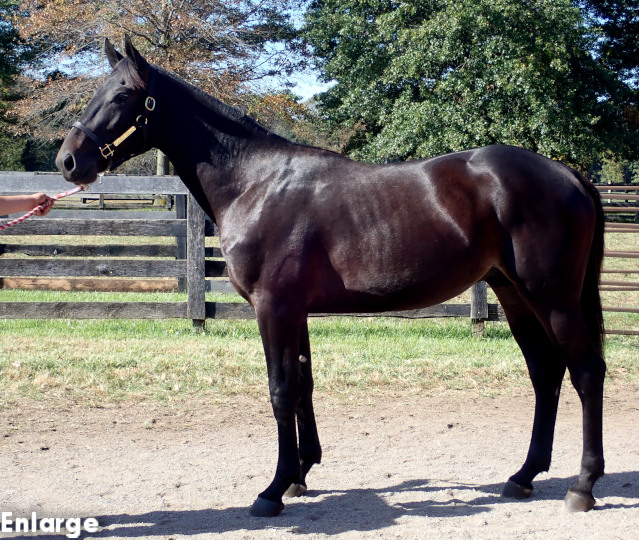 Conformation photo of Oh My Gosh, a powerful bay yearling colt out of Oh My Darlin