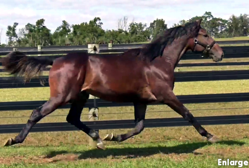Photo of Swan Jovi, an athletic bay yearling colt out of Swan For The Road