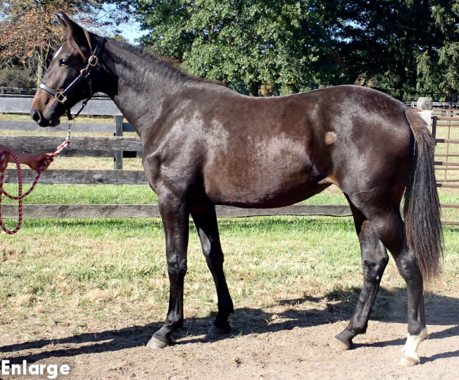 Conformation photo of Yes Then No, an elegant bay yearling filly out of Andovertheplace
