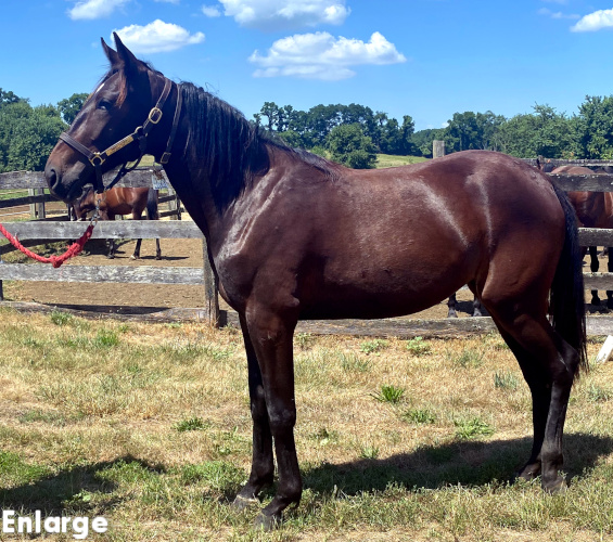 Greenspring, a gorgeous�bay Filly out of Ilia