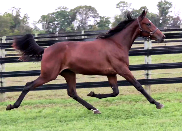 Photo of Dancers legs, an elegant bay yearling filly out of Legzy