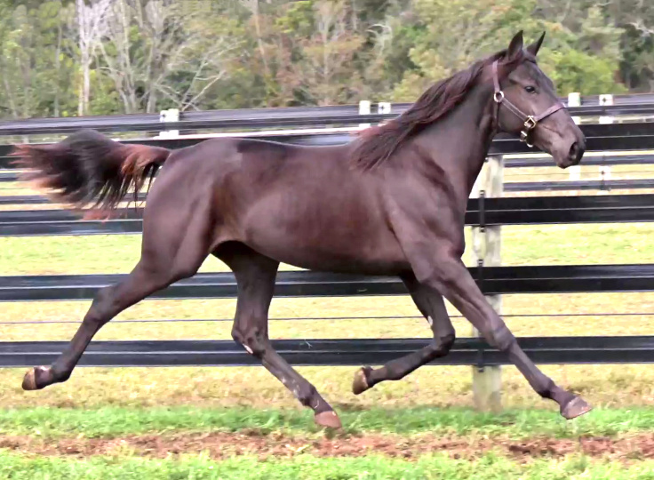 Photo of Joy Rider, an elegant bay yearling filly out of Jodi's Jayme