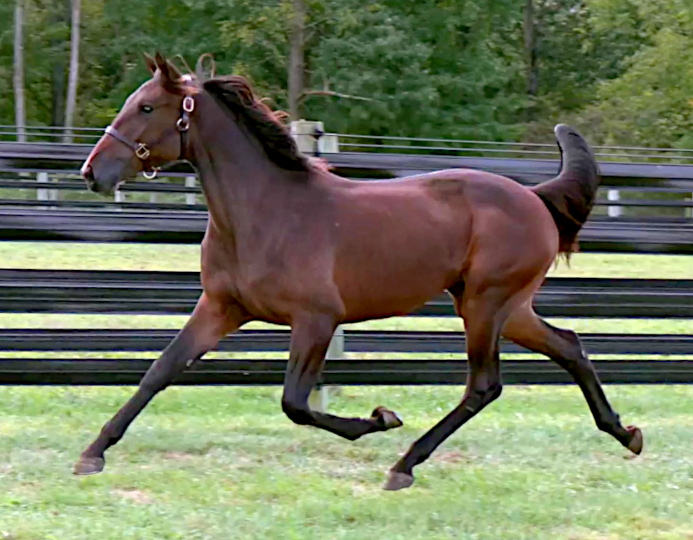 Photo of Rock Em Rosie, an athletic bay yearling filly out of Monroe County