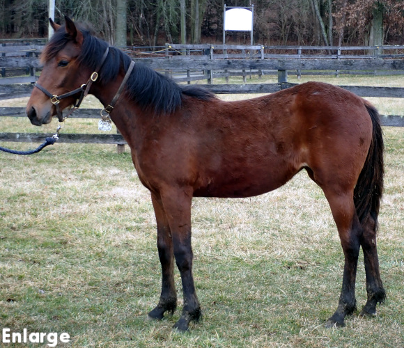 Glitterati, a bay filly out of A List Lindy