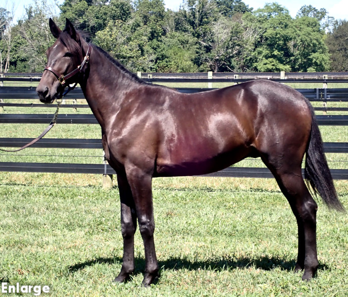 Detonate, brc Detonate, a brown colt by Greenshoe and out of Ilia