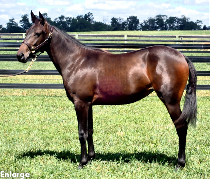 Fun And Games, bf Fun And Games, a bay filly by Greenshoe and out of Just Joshing