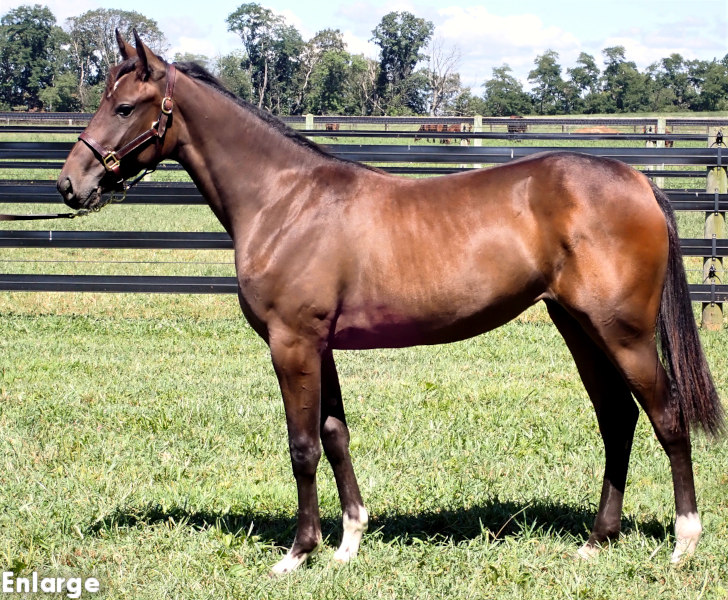 Jet Legs, bf photo of Jet Legs, a bay filly by King Of The North and out of Legzy