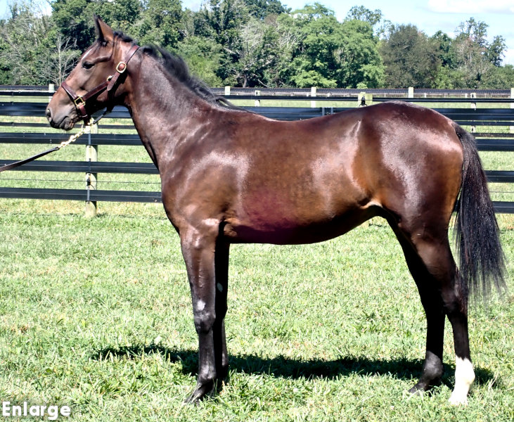 Left Bank, bc Left Bank, a bay colt by Bold Eagle and out of Monroe County