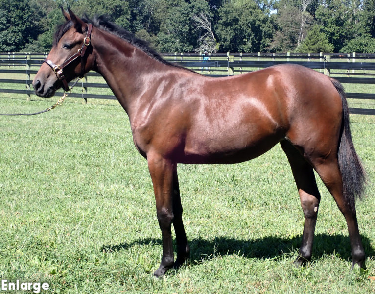 Hip 284 - Precious Pearl, bf Hip 284 - Precious Pearl, a bay filly by Chapter Seven and out of Is A Pearl