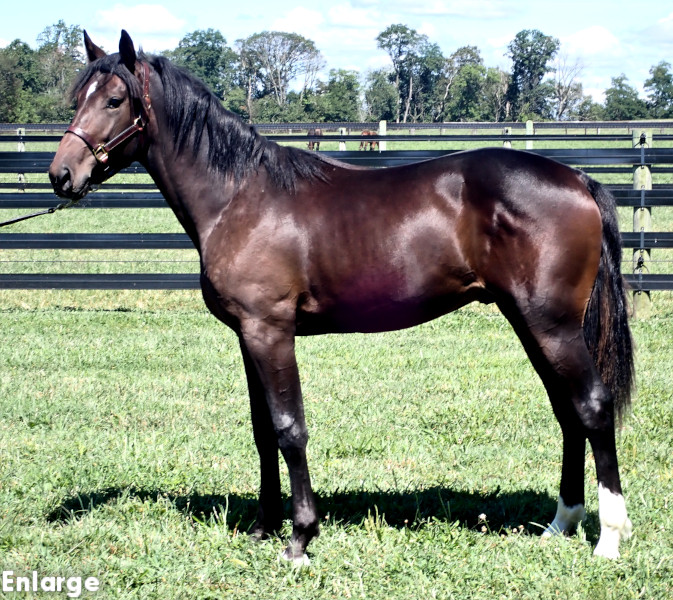 Rebellion, bc Rebellion, bay colt by Muscle Hill and out of Exile