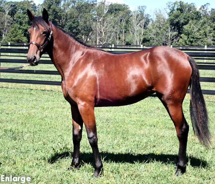 Thrill Me, bf Thrill Me, a bay filly by Muscle Hill and out of Adore Me