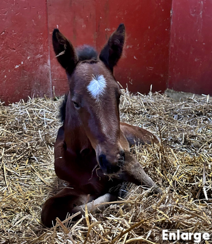 Bay filly by Muscle Hill and out of Adore Me