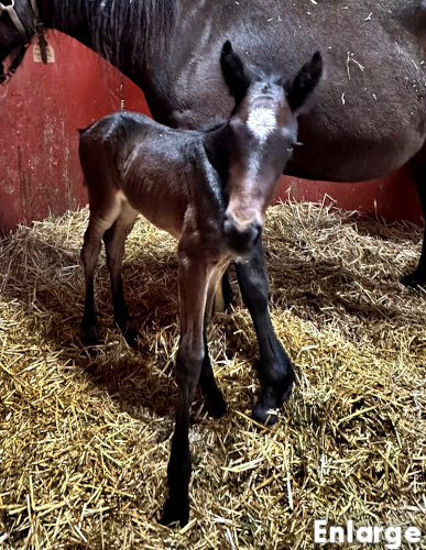 Bay colt by Rebuff and out of Oh My Darlin'
