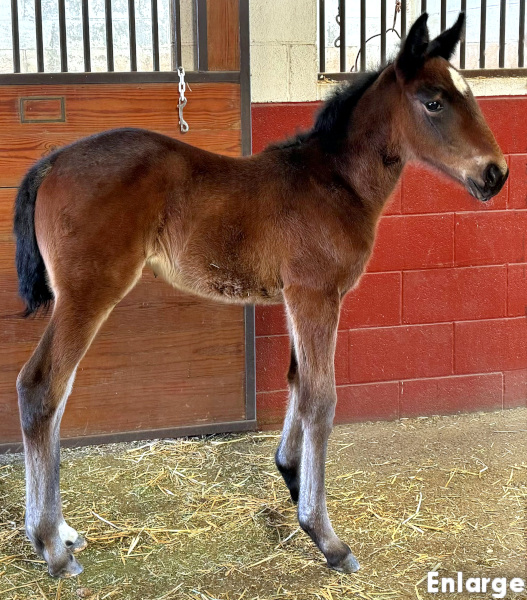 Bling Girl, bf Photo of Bling Girl, a bay filly by Greenshoe and out of A List Lindy