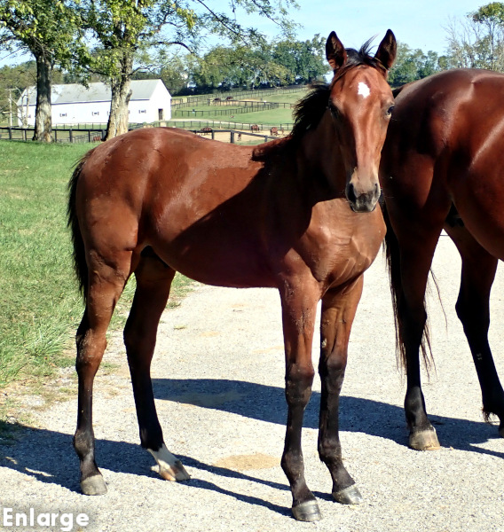 Photo of bay colt by Muscle Hill and out of McKees Angel