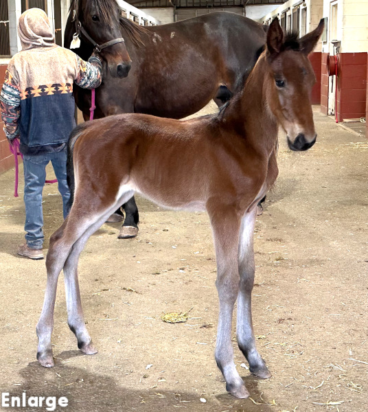 Vintage Style, bf Photo of Vintage Style, a bay filly by Captain Corey and out of Enjoystile