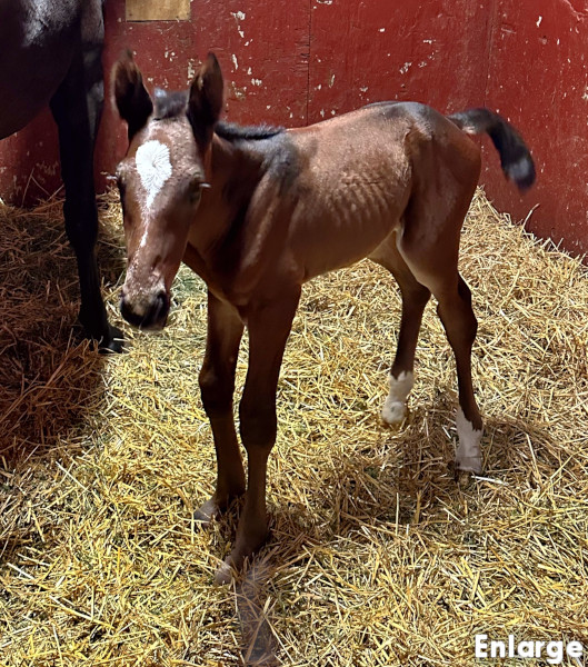 Ronin, bc Photo of Ronin, a bay colt by Muscle Hill and out of Exile
