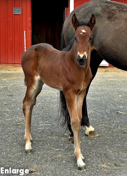 High Jinks, bf Photo of High Jinks, a bay filly by Back of the Neck and out of Just Joshing