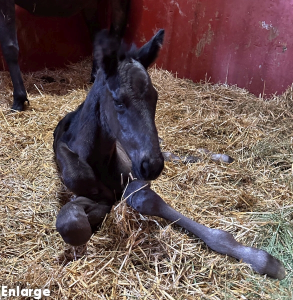 Legs Diamond, brc photo of Legs Diamond, a brown colt by Green Manalishi and out of Legzy