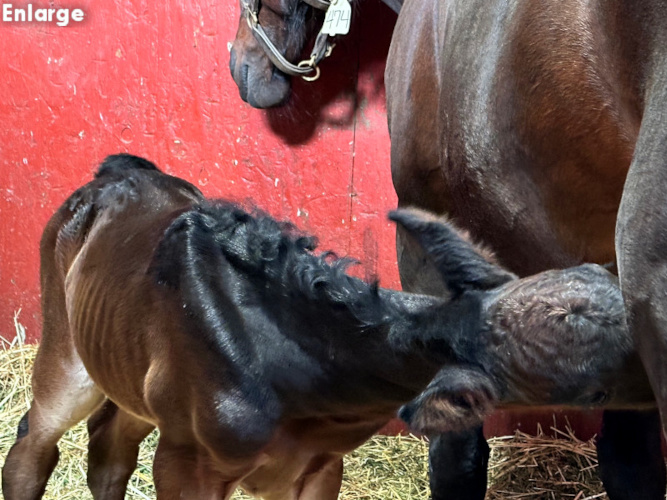 Fail On Fire, bc Photo of Tail On Fire, a bay colt by Chapter Seven and out of Oh My Darlin