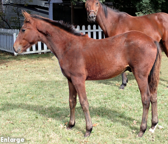 Photo of Own The Day, a bay colt by Gimpanzee and out of Is A Pearl