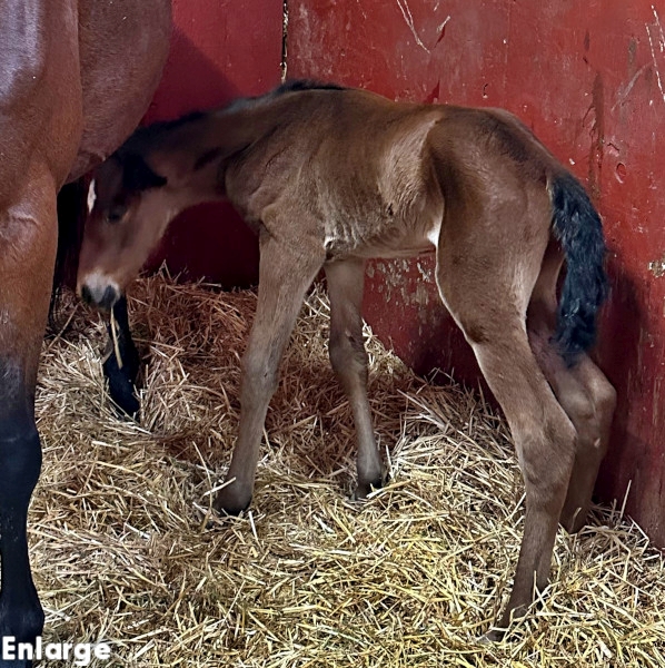 Own The Day, bc Photo of Own The Day, a bay colt by Gimpanzee and out of Is A Pearl