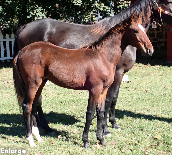 Photo of Ronin, a bay colt by Muscle Hill and out of Exile