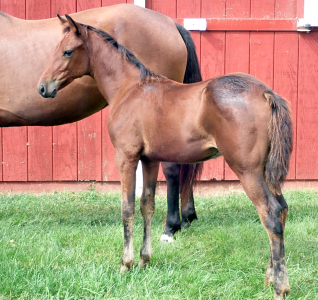 Airtight Alibi, bc Photo of Airtight Alibi, a bay colt by Back Of The Neck and out of Kelle Evidence