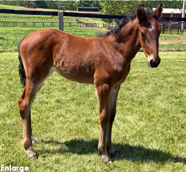 Photo of, Eclectic Style, Enjoystile's 2026 bay filly by Tactical Approach
