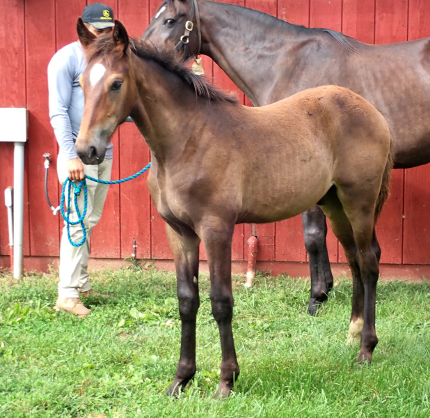 Fire Mission, bc Photo of Fire Mission, a bay colt by Sig Sauer and out of Ilia