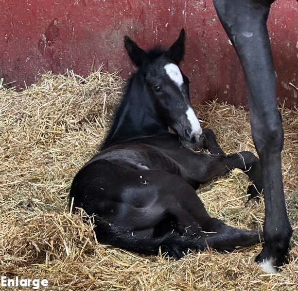 BrF Just Joshing Photo of Just Joshing's brown filly by TCI
