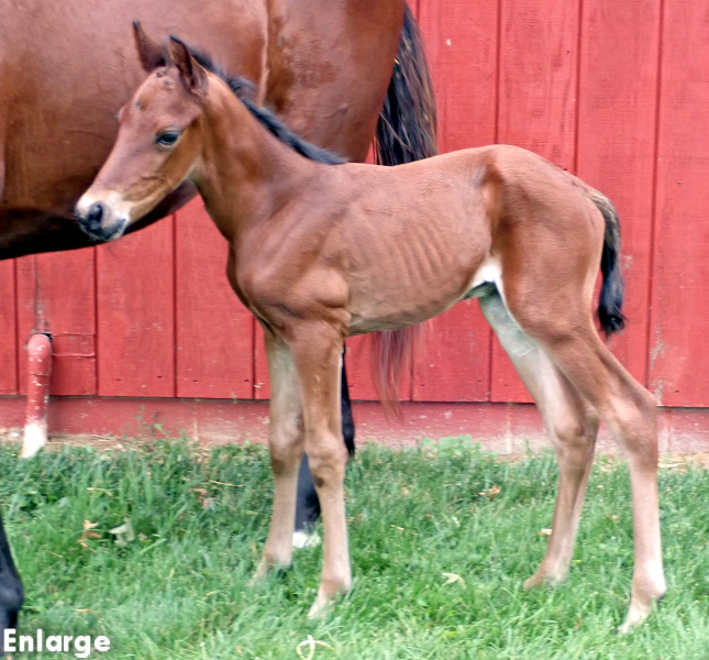 BC Kelle Evidence Photo of bay colt by Back Of The Neck and out of Kelle Evidence