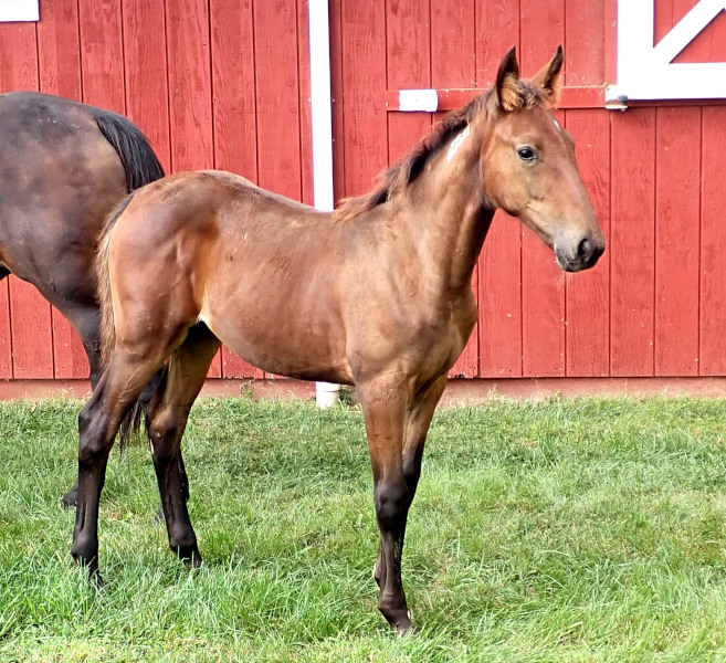 Legs And A Prayer, bf photo of Legs And A Prayer, a bay filly by King of the North and out of Legzy