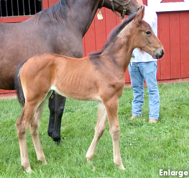 BF Legzy photo of a bay filly by King of the North and out of Legzy