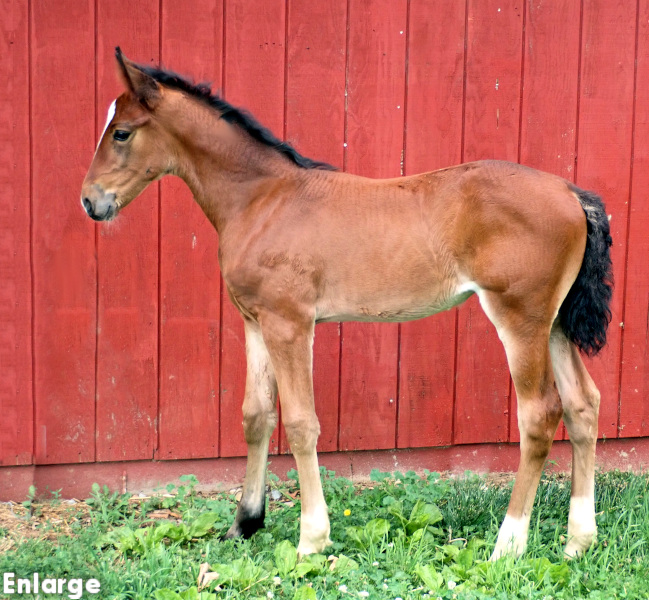 BF McKees Angel Photo of bay filly by Green Manalishi and out of McKees Angel